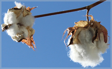 コットンボールのイメージ