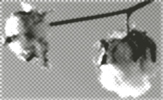 コットンボールのイメージ