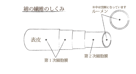 綿の繊維の説明画像